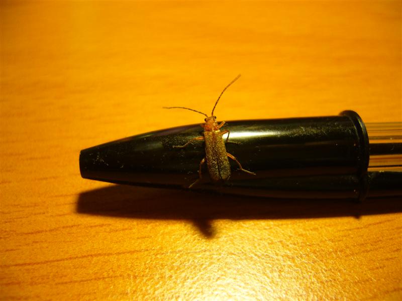 Chi  questo insetto scrittore? Cantharidae)